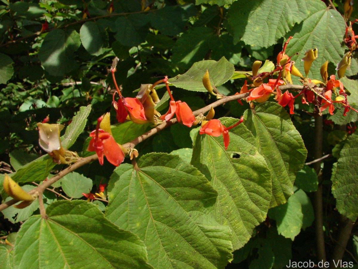 Helicteres isora L.
